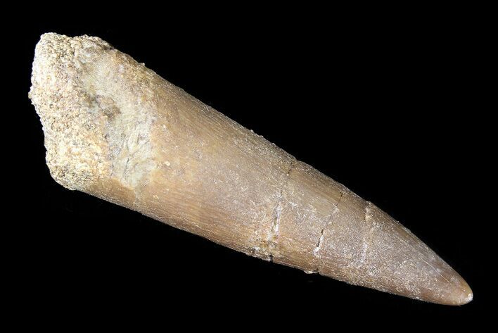 Fossil Plesiosaur (Zarafasaura) Tooth - Morocco #81820